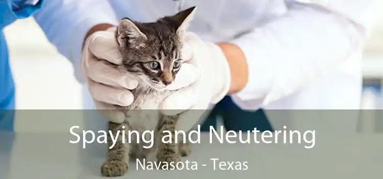 Spaying and Neutering Navasota - Texas