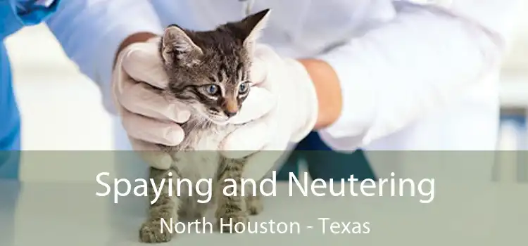 Spaying and Neutering North Houston - Texas