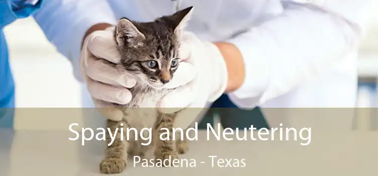 Spaying and Neutering Pasadena - Texas