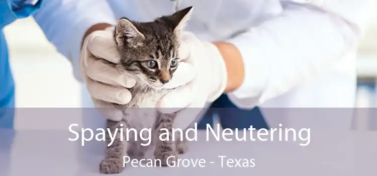 Spaying and Neutering Pecan Grove - Texas