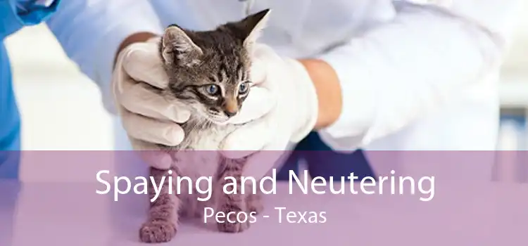 Spaying and Neutering Pecos - Texas