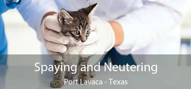 Spaying and Neutering Port Lavaca - Texas