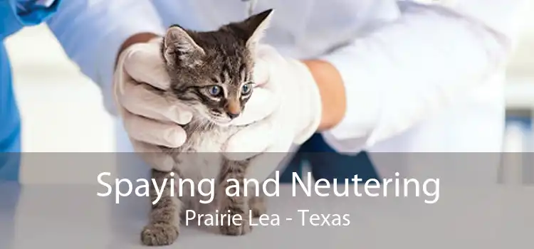 Spaying and Neutering Prairie Lea - Texas