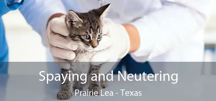 Spaying and Neutering Prairie Lea - Texas