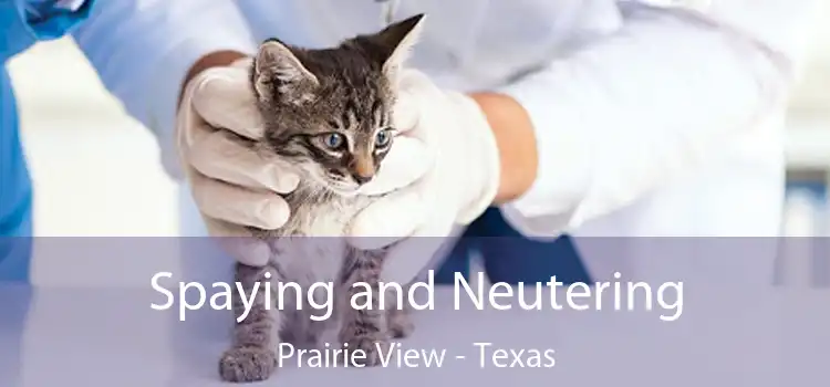Spaying and Neutering Prairie View - Texas