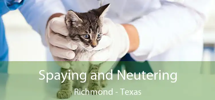 Spaying and Neutering Richmond - Texas
