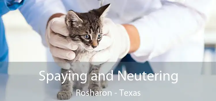 Spaying and Neutering Rosharon - Texas