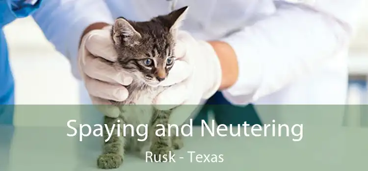 Spaying and Neutering Rusk - Texas