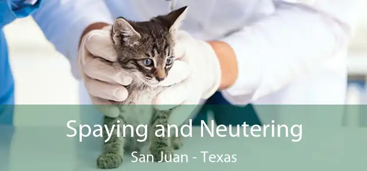 Spaying and Neutering San Juan - Texas