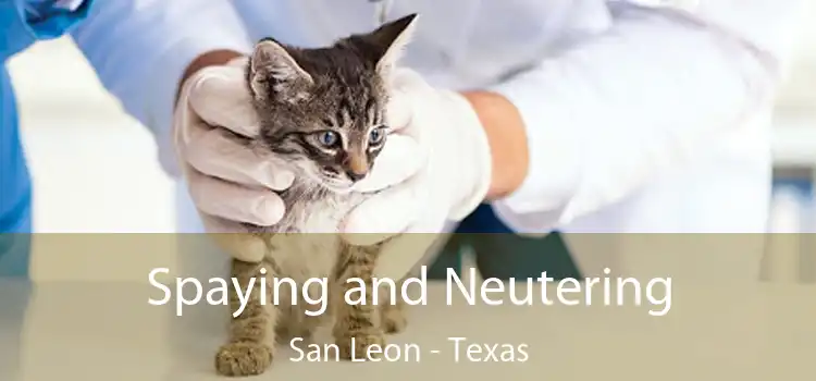 Spaying and Neutering San Leon - Texas