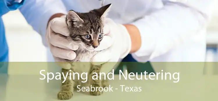 Spaying and Neutering Seabrook - Texas