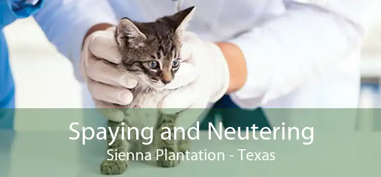Spaying and Neutering Sienna Plantation - Texas