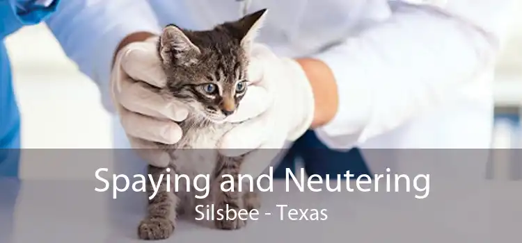 Spaying and Neutering Silsbee - Texas
