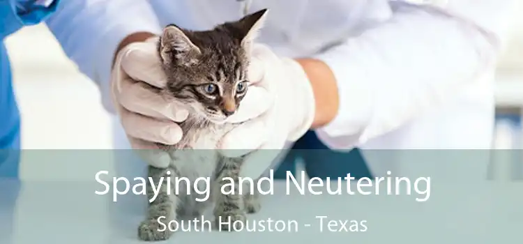 Spaying and Neutering South Houston - Texas