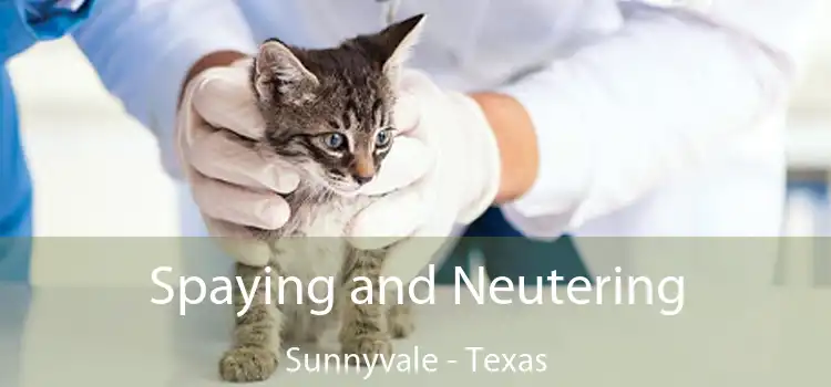 Spaying and Neutering Sunnyvale - Texas