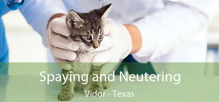 Spaying and Neutering Vidor - Texas