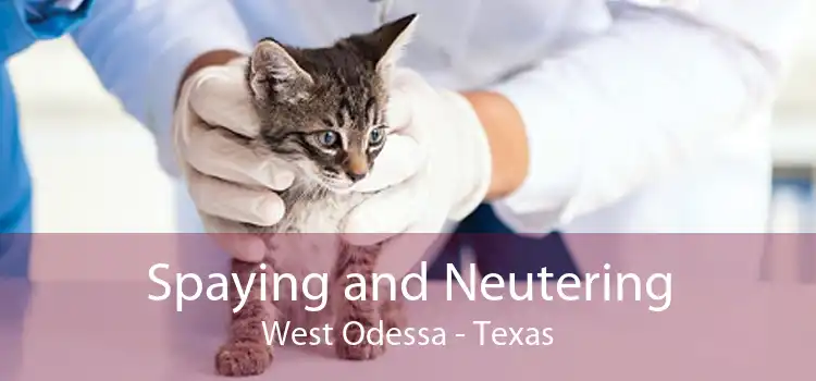 Spaying and Neutering West Odessa - Texas