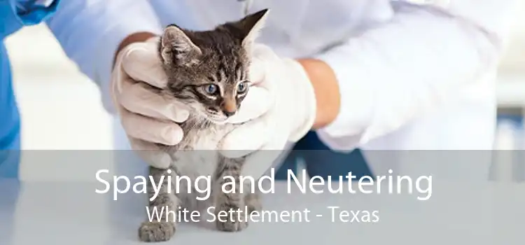 Spaying and Neutering White Settlement - Texas