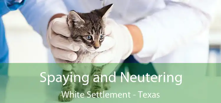 Spaying and Neutering White Settlement - Texas