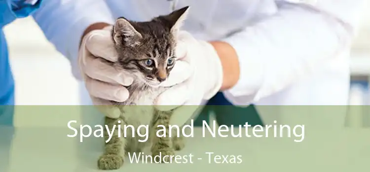 Spaying and Neutering Windcrest - Texas
