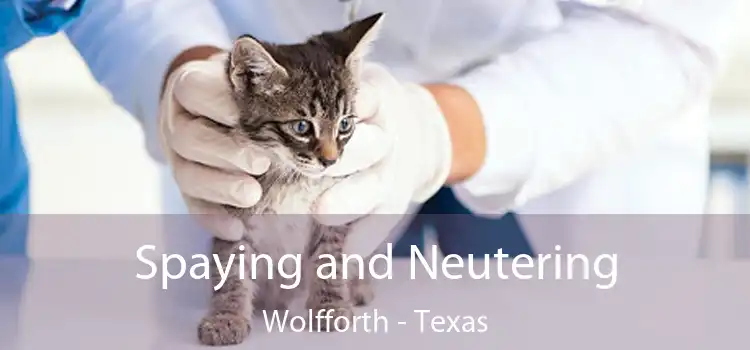 Spaying and Neutering Wolfforth - Texas