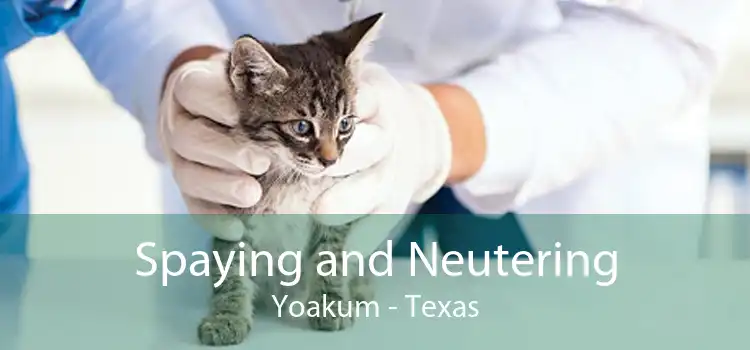 Spaying and Neutering Yoakum - Texas