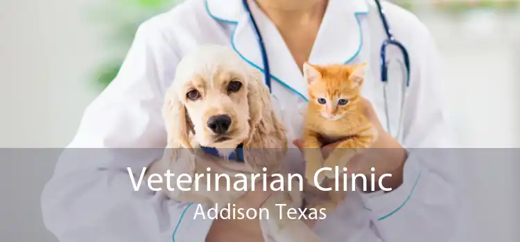 Veterinarian Clinic Addison Texas