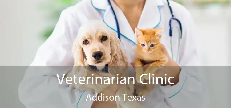 Veterinarian Clinic Addison Texas