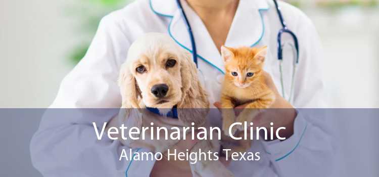 Veterinarian Clinic Alamo Heights Texas