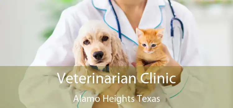 Veterinarian Clinic Alamo Heights Texas