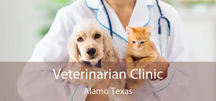 Veterinarian Clinic Alamo Texas