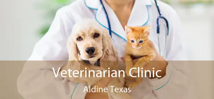 Veterinarian Clinic Aldine Texas