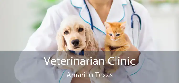Veterinarian Clinic Amarillo Texas