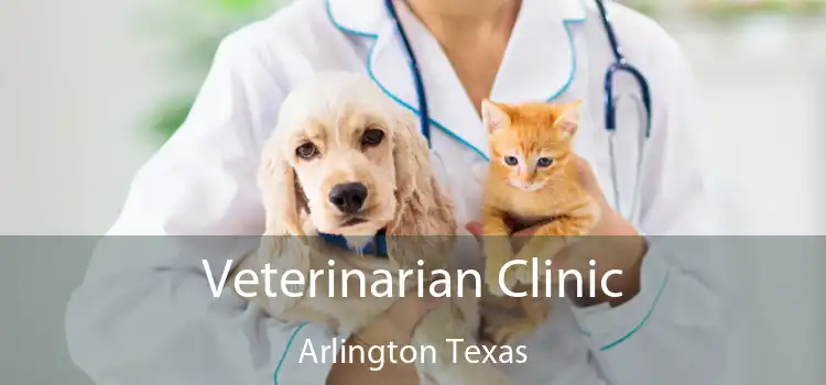 Veterinarian Clinic Arlington Texas