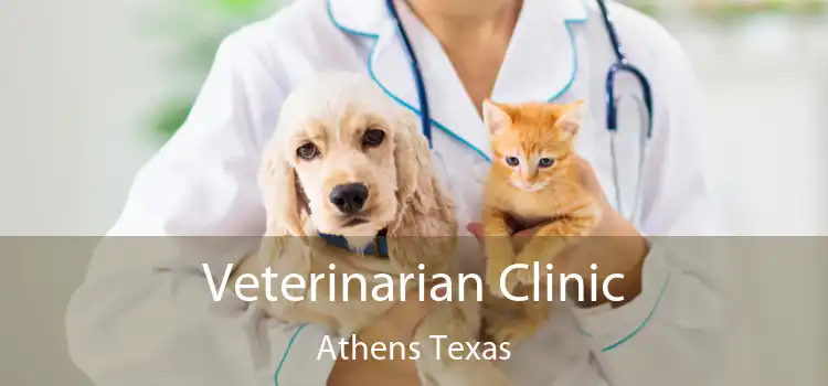 Veterinarian Clinic Athens Texas