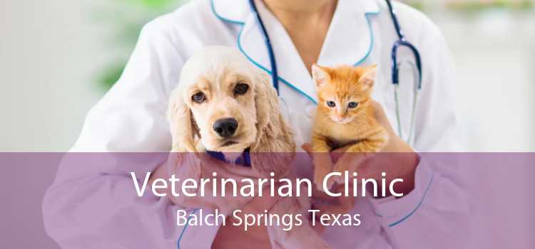 Veterinarian Clinic Balch Springs Texas