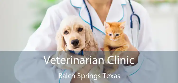 Veterinarian Clinic Balch Springs Texas