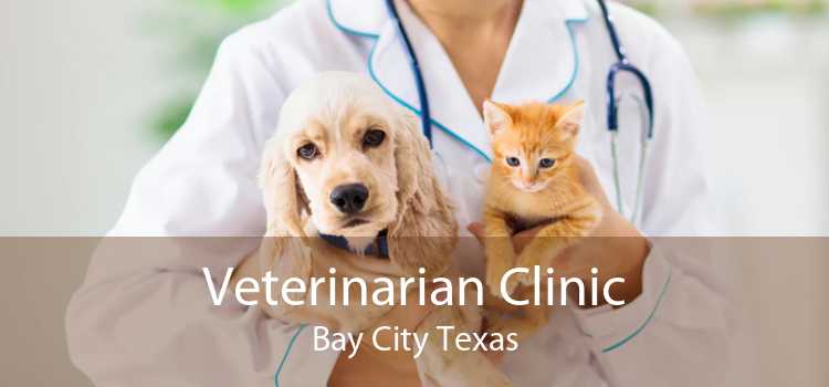 Veterinarian Clinic Bay City Texas