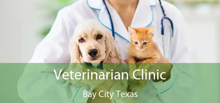 Veterinarian Clinic Bay City Texas