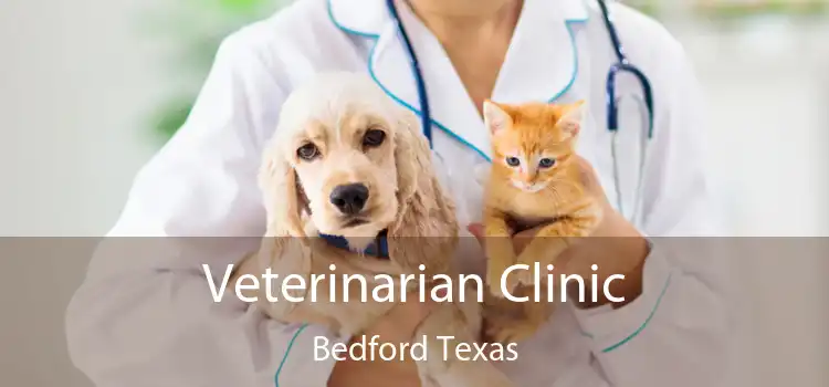 Veterinarian Clinic Bedford Texas