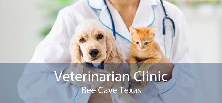 Veterinarian Clinic Bee Cave Texas