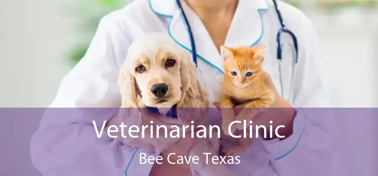 Veterinarian Clinic Bee Cave Texas