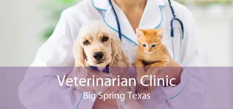 Veterinarian Clinic Big Spring Texas
