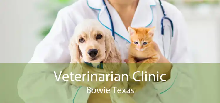 Veterinarian Clinic Bowie Texas