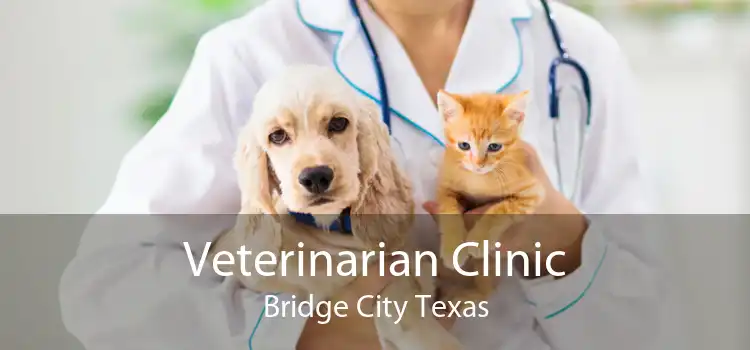 Veterinarian Clinic Bridge City Texas