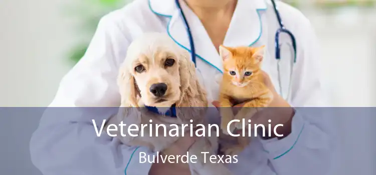 Veterinarian Clinic Bulverde Texas