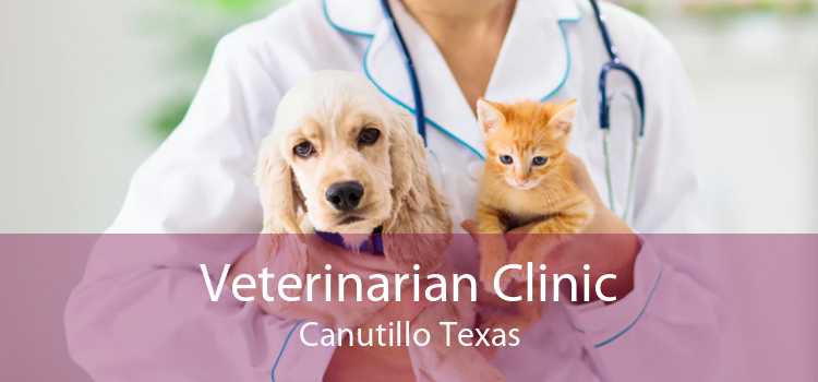 Veterinarian Clinic Canutillo Texas