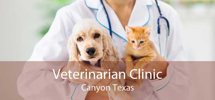 Veterinarian Clinic Canyon Texas
