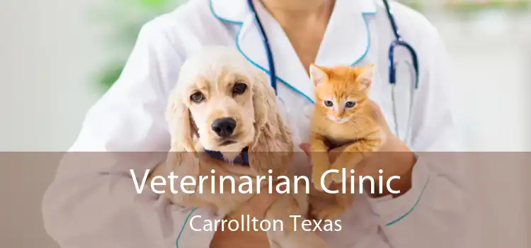 Veterinarian Clinic Carrollton Texas