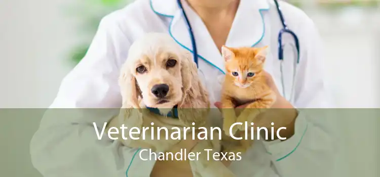 Veterinarian Clinic Chandler Texas